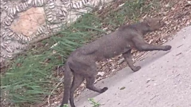 JAGUARUNDI IFOTO: REDES SOCIALES