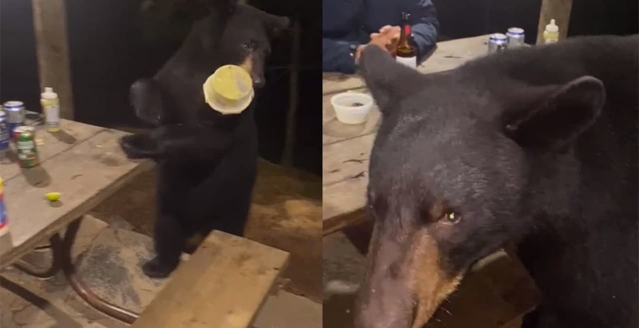 Al encontrarse comiendo se vieron obligados a compartir la mesa con el animal y hasta le ofrecieron una cerveza.
