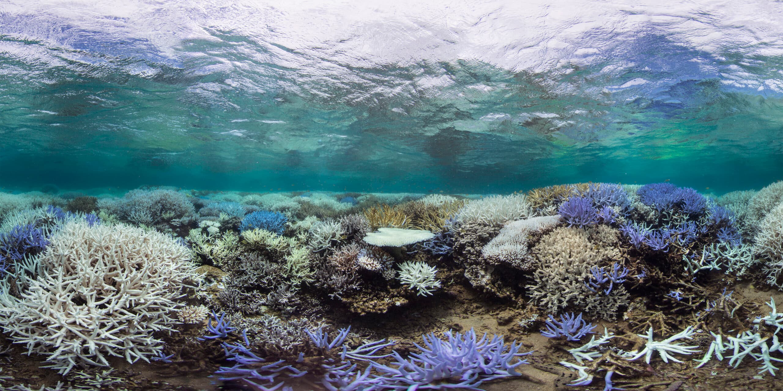 Foto: Coral Reef Alliance