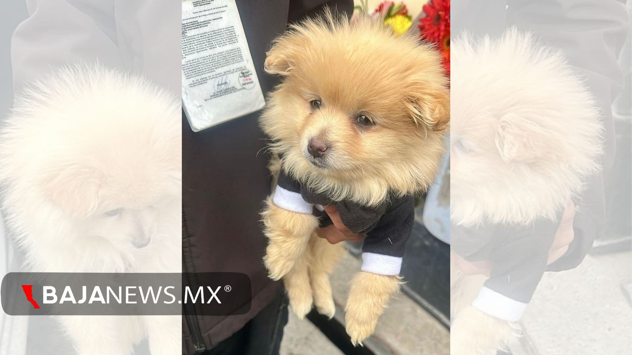 Inspectores municipales rescataron a dos cachorros que eran vendidos ilegalmente en la delegación La Mesa.