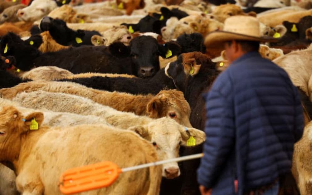 El gusano barrenador, una de las plagas más agresivas para el ganado, pone en riesgo la sanidad pecuaria de ambos países.