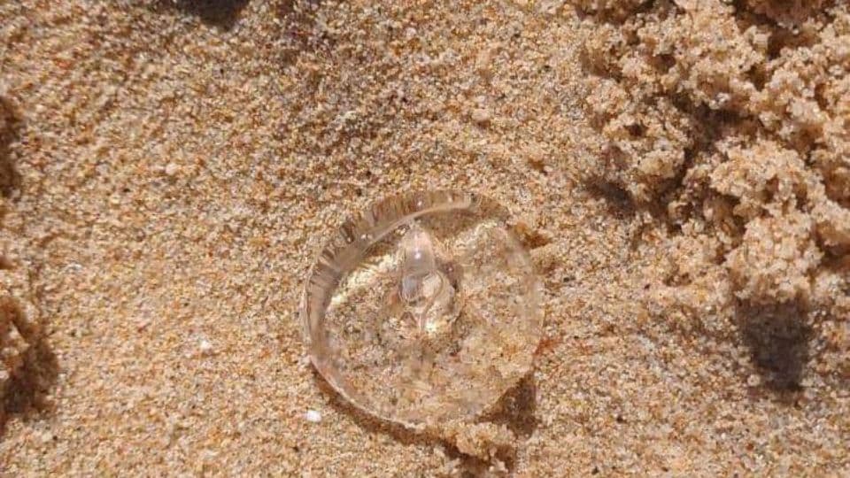 Se reporta la presencia de medusa picadora, en las playas de los Cabos. I FOTO: Cortesía