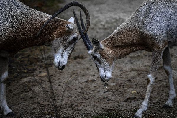 IFOTO: AFP