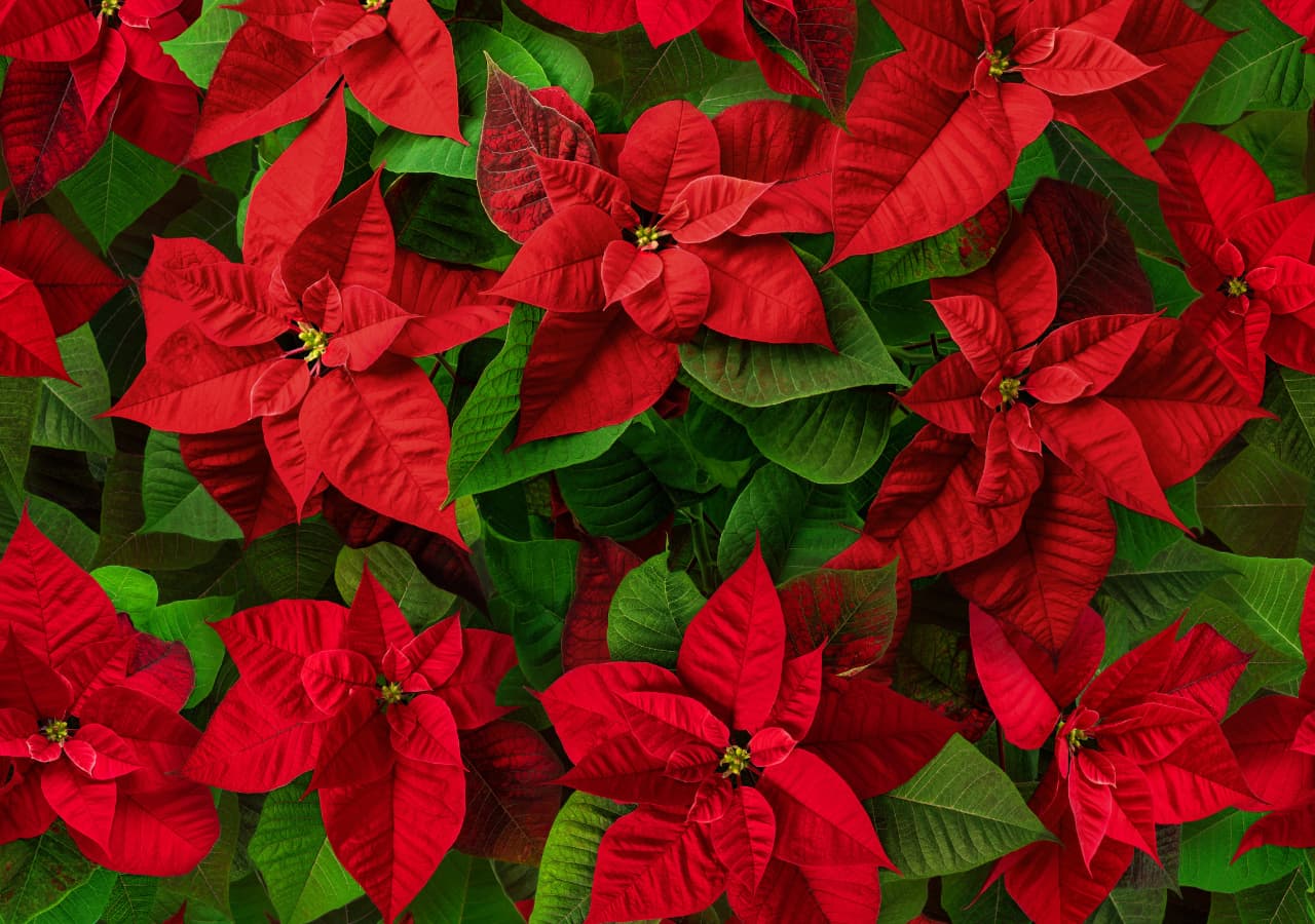Foto: Web