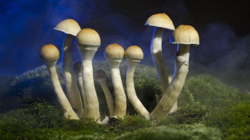 Australia: uso de psicodélicos en la depresión y el estrés postraumático IFOTO: Web