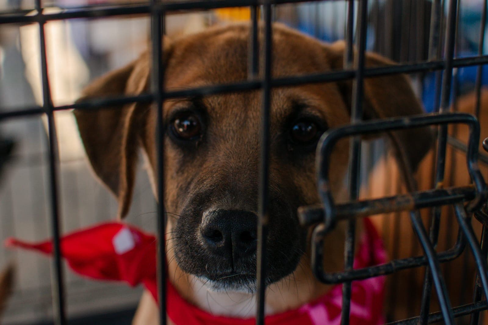 Foto: Border Zoom