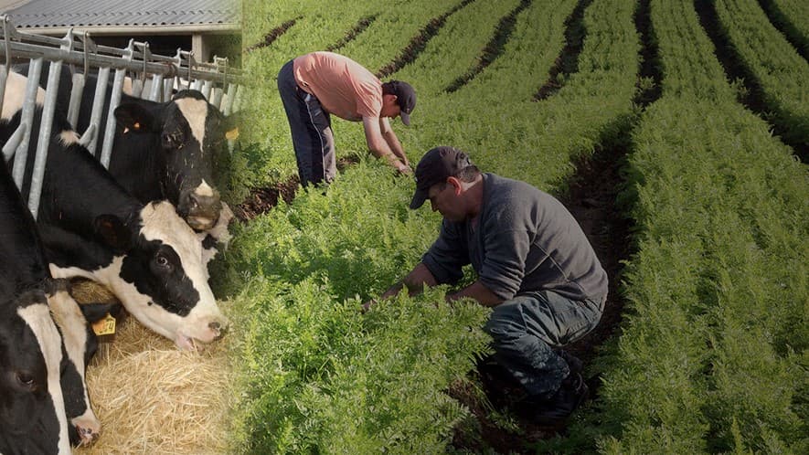 Algoritmos tecnológicos en la ganadería y agricultura IFOTO: Web