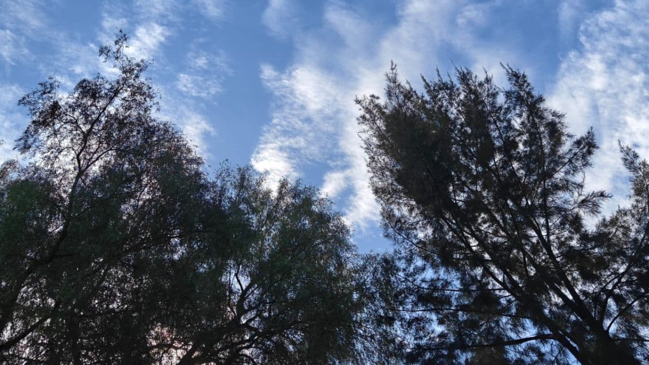 Cortesía