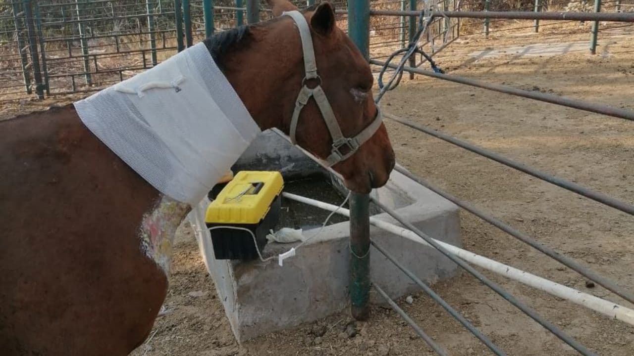 Quedó atrapada en un corral durante los incendios forestales de Primo Tapia