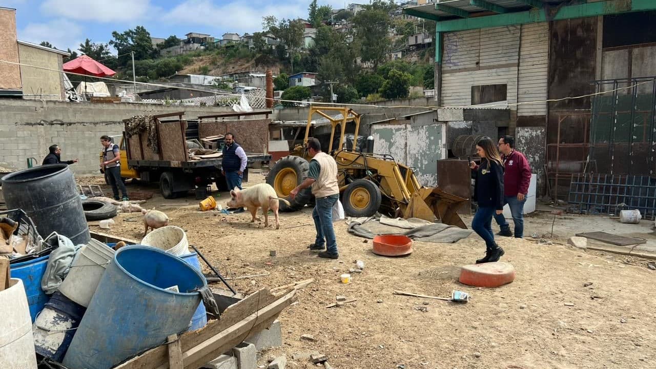 Ayuntamiento de Tijuana protege a los animales del maltrato IFOTO: Web