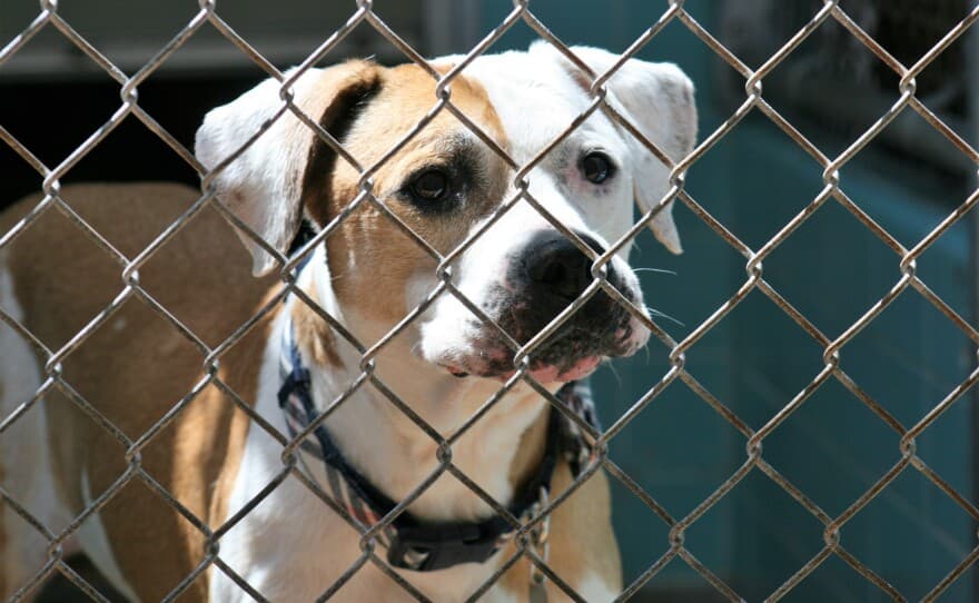 Sacrifican más de 200 perros y gatos por invadir AIFA IFOTO: WUSF