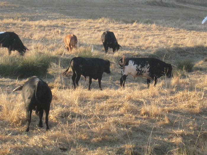 Dispararán desde un helicóptero a los animales sin dueño que deambulan en las inmediaciones de un parque nacional