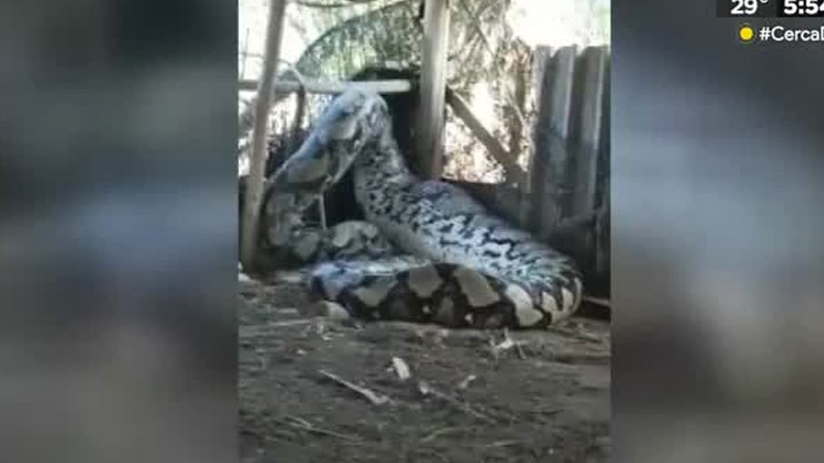 Durante la filmación se puede observar como el imponente ejemplar hace templar la estructura en la que se encuentra sometido; los internautas expresaron su sorpresa