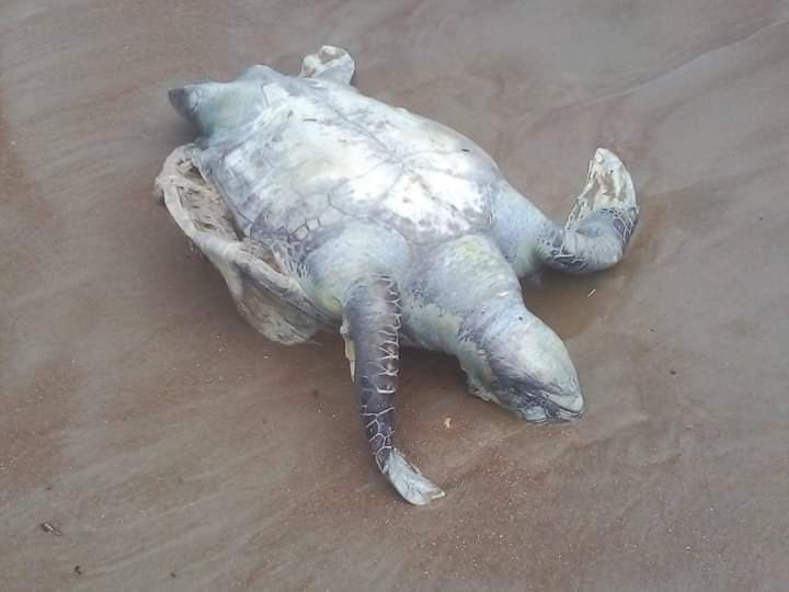 TORTUGA  IFOTO: TWITTER @AMARURUIZ