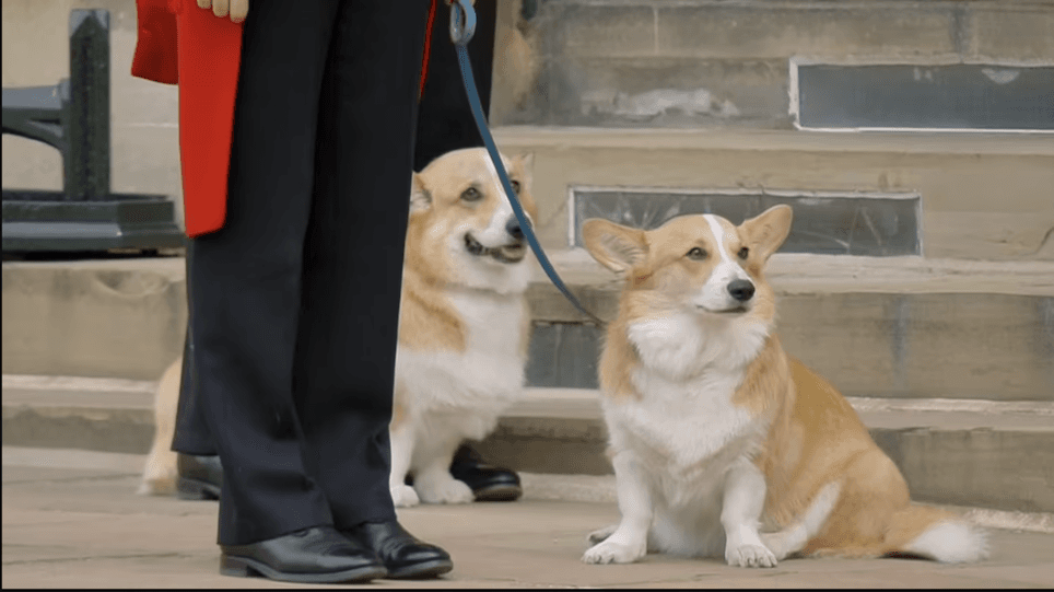 Los dos corgis