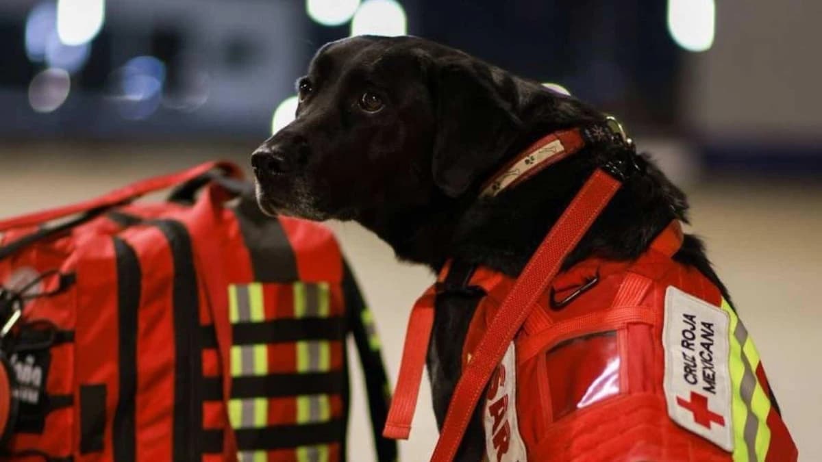 Perritos rescatistas ayudaran a salvar vidas en Turquía IFOTO: N+