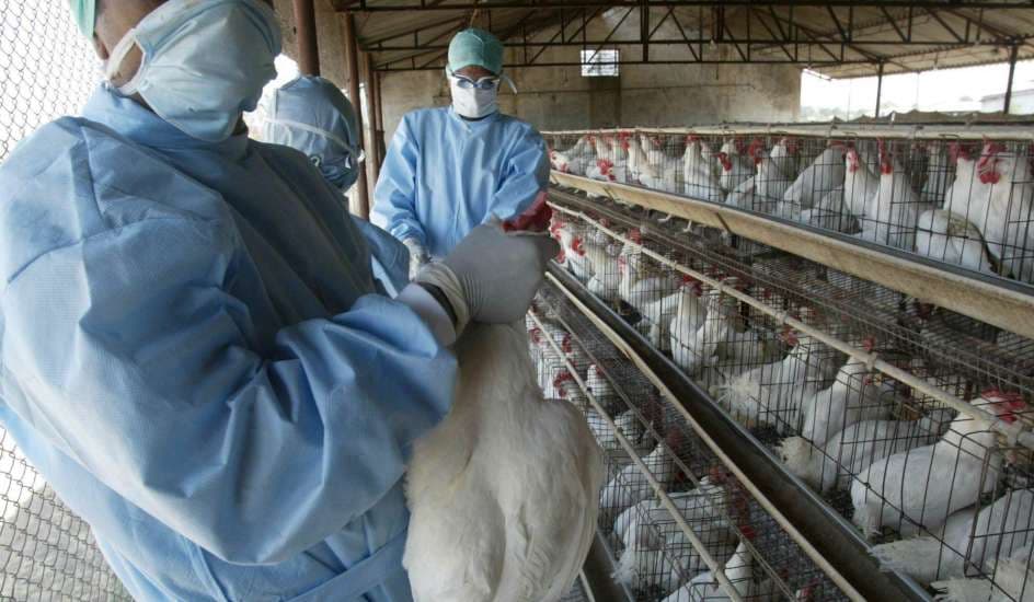 Las gallinas ponedoras han estado entre las más afectadas por el brote de gripe aviar, lo que impulsó los precios de los alimentos básicos.