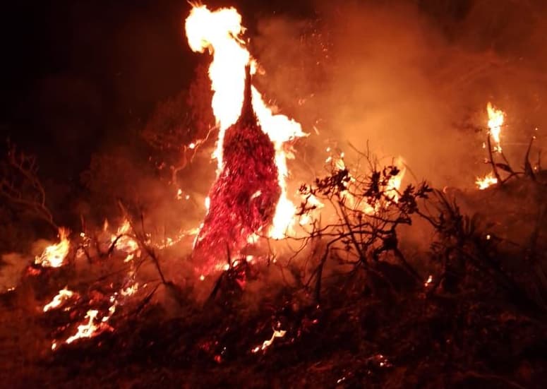 Imagen Cortesía