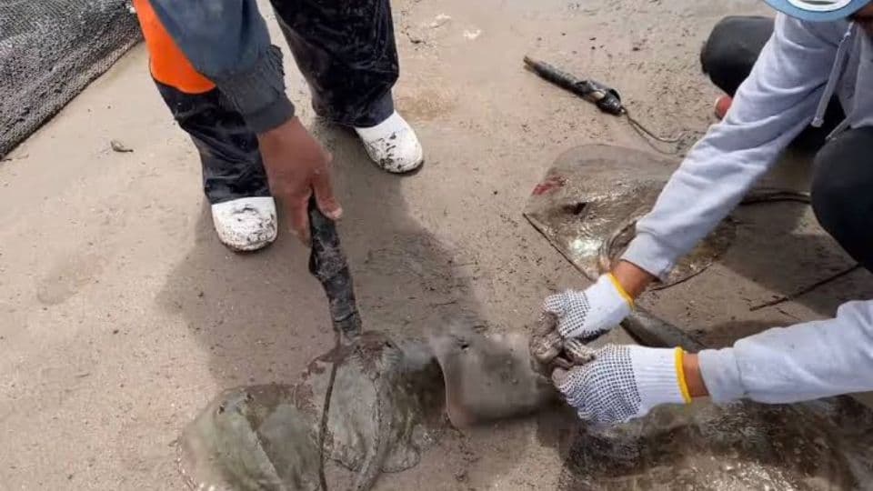 Mutilan a cientos de rayas para proteger a los turistas en Semana Santa