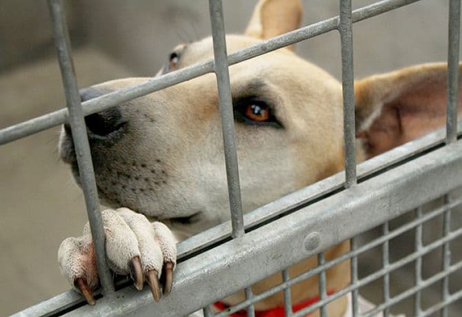 Se desconocen los motivos por el cual el sujeto realizaba dichos actos contra los animales.
