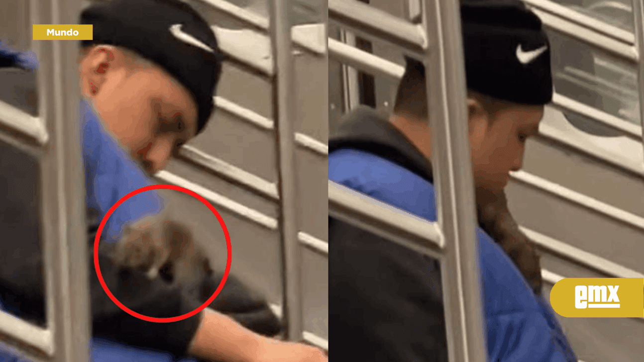 Los pasajeros que lo grabaron no dejaron de reír en todo momento mientras que algunos reaccionaron sorprendidos por el tamaño de la rata. El video fue compartido por la cuenta "SubwayCreatures", la cual documenta a los animales que viajan en el metro de e
