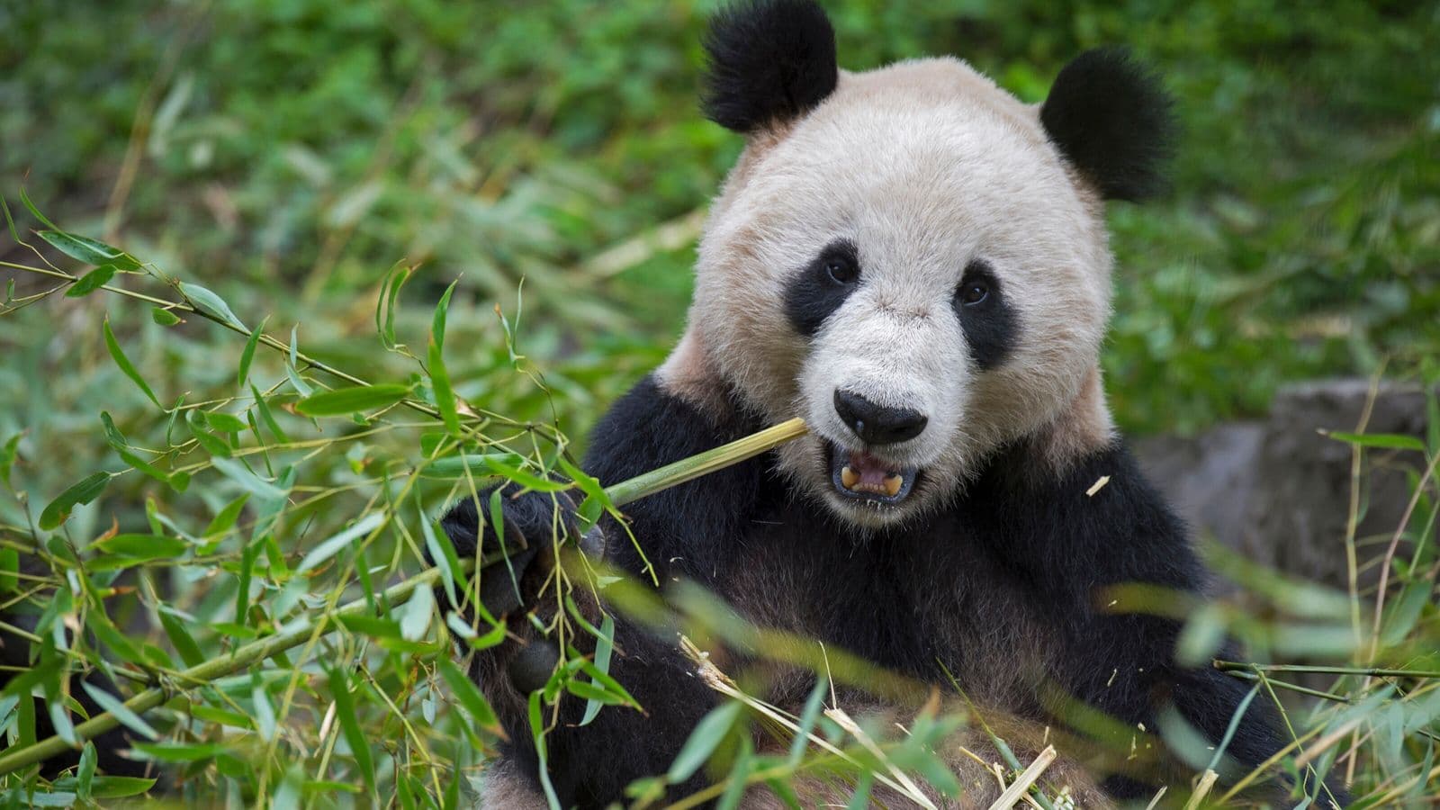 Foto: National Geographic