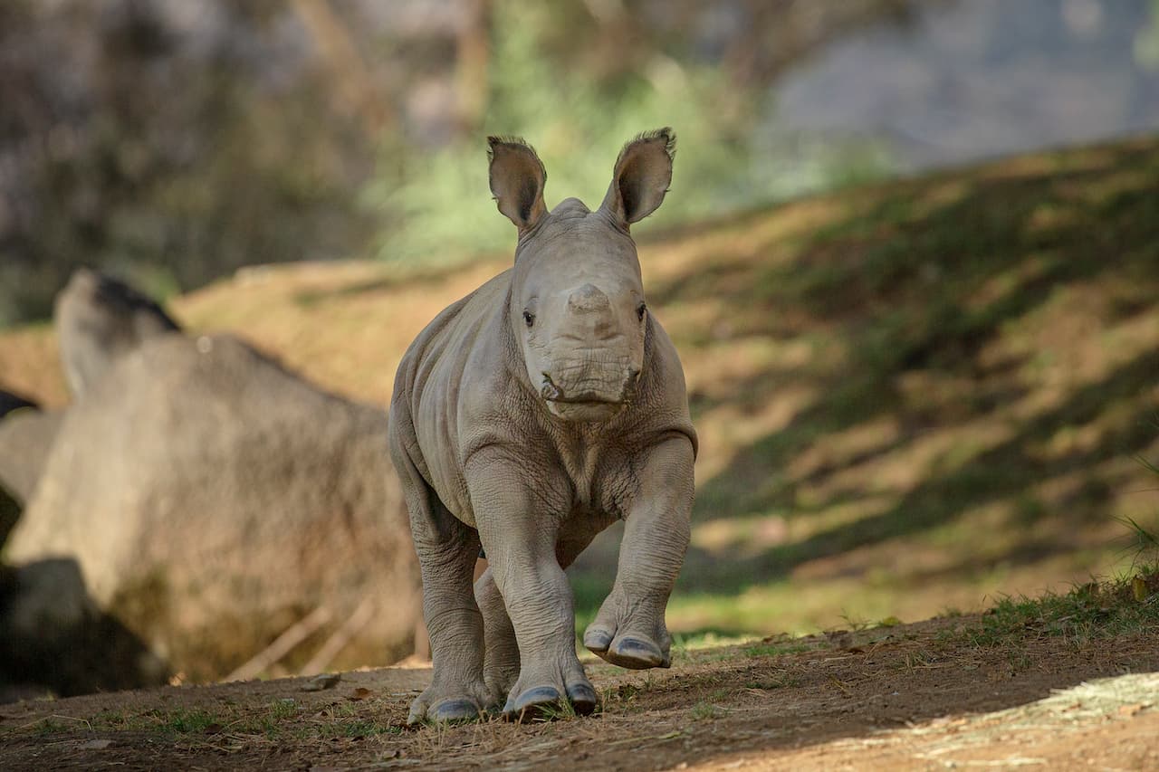 Foto: San Diego Zoo