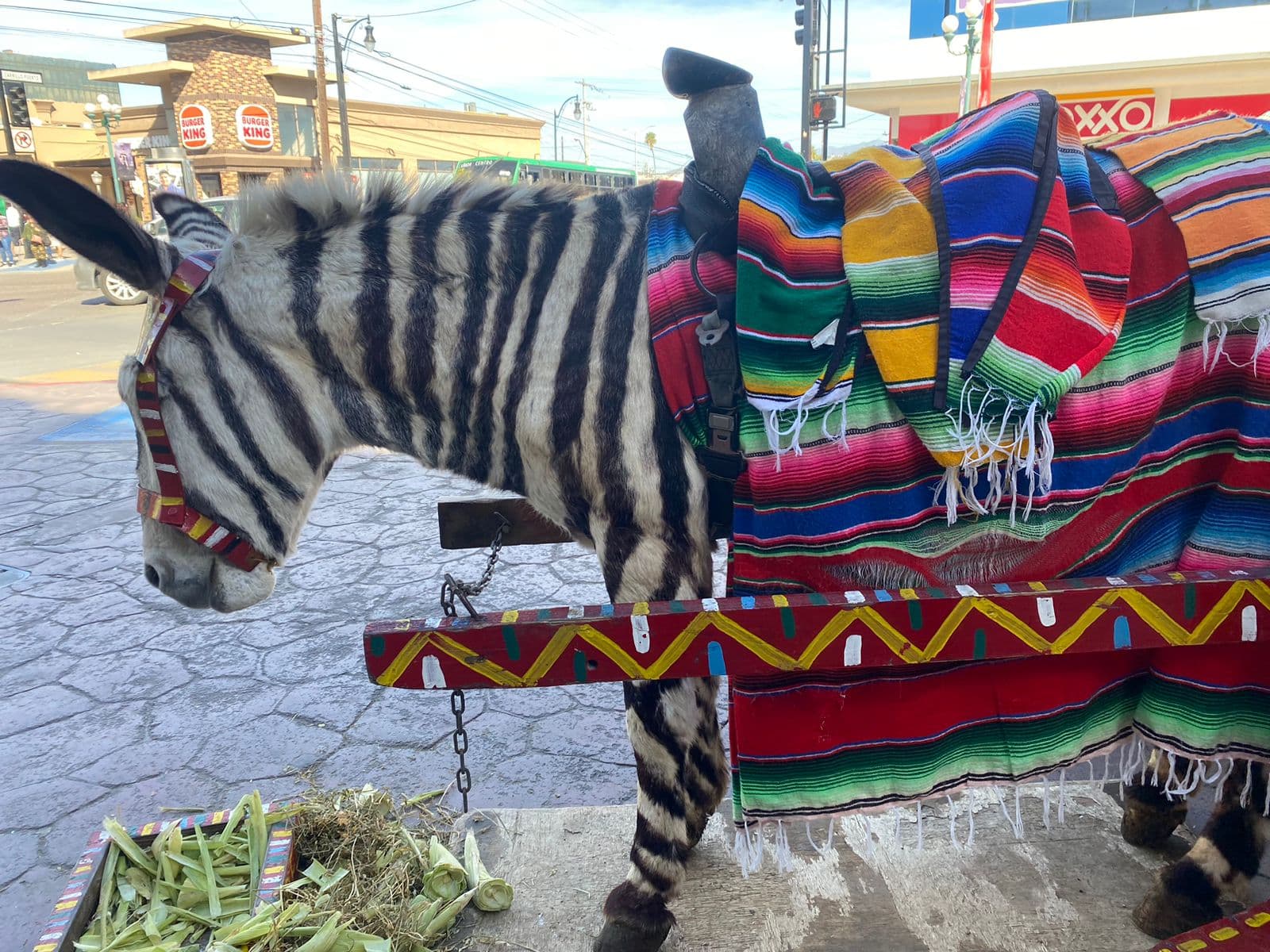 Foto: Baja News