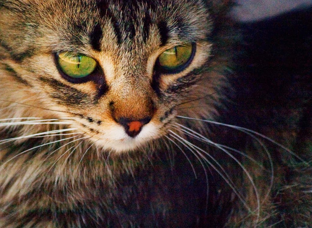 Los felinos son considerados la segunda mascota favorita de la población mexicana, por debajo de los canes.