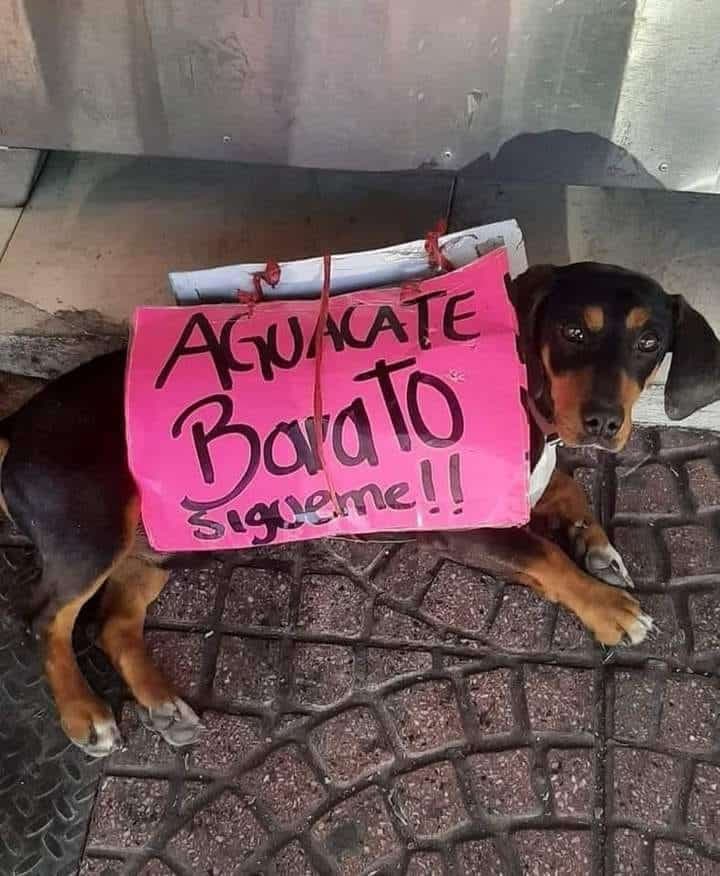 La fama del perrito comenzó a ascender cuando un joven decidió publicar una fotografía suya en redes sociales, donde se le ve promocionando aguacates