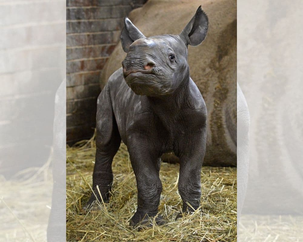 IFOTO: Safari Park Dvůr Králové