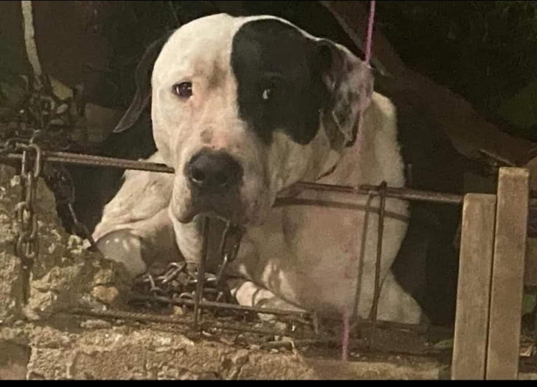 "Max" es el nombre del can. Foto: Twitter | @Melissa_Bely