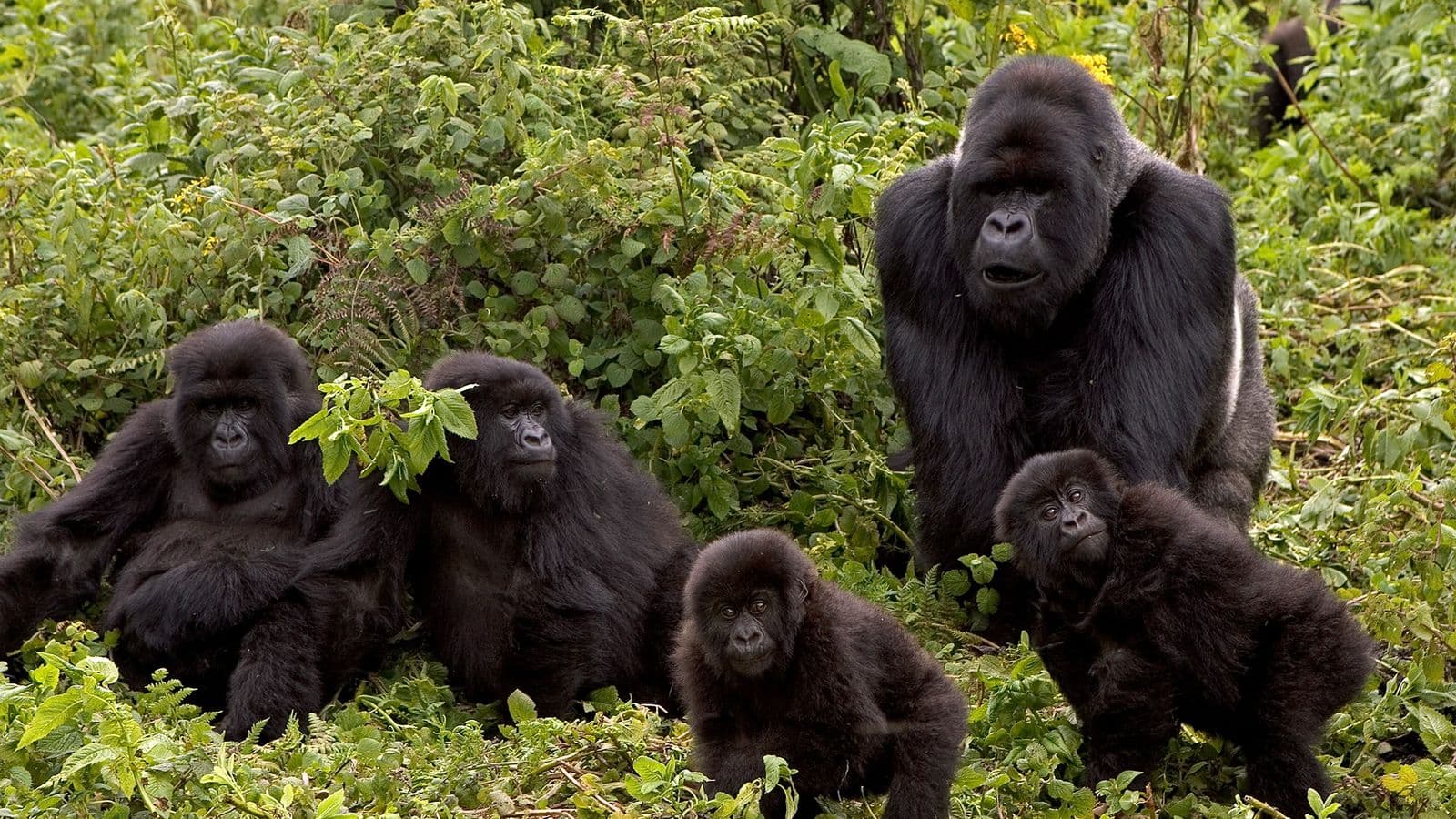 GORILAS IFOTO: INGO ARNDT, MINDEN PICTURES/NAT GEO IMAGE COLLECTION