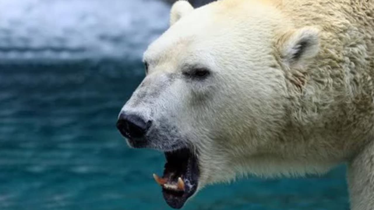 Los ataques de osos polares contra seres humanos no son comunes, de hecho, su principal fuente de alimento son animales como focas, aves o incluso plantas.