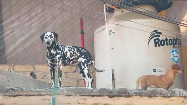 Foto: Baja News