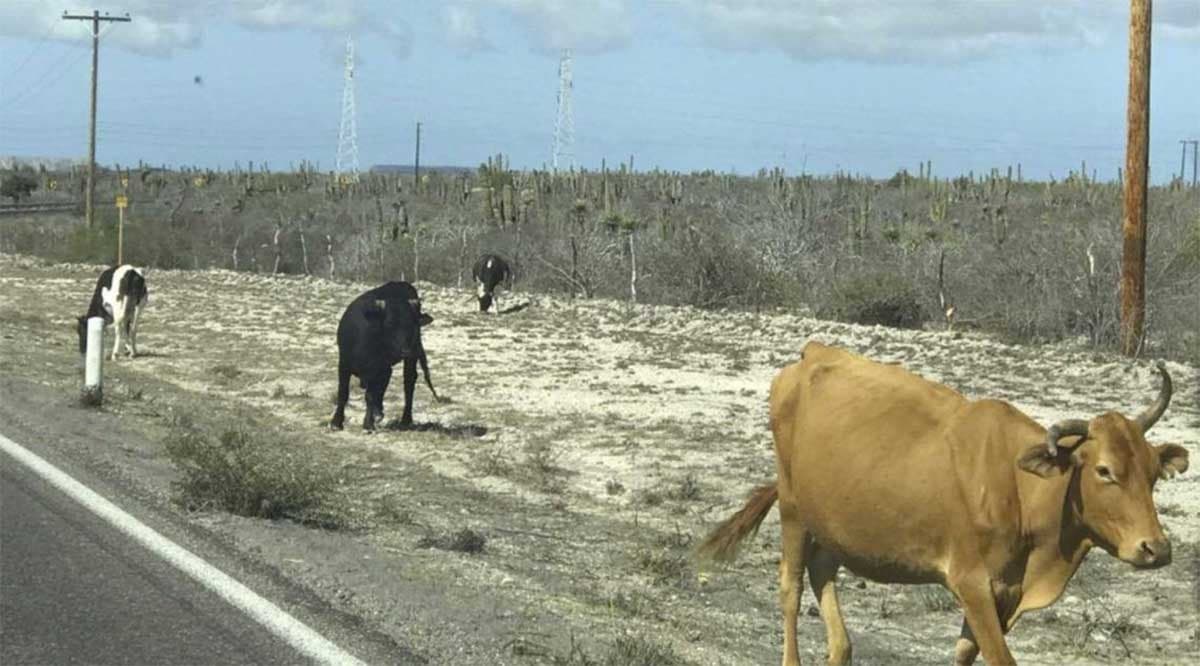 Foto: Web