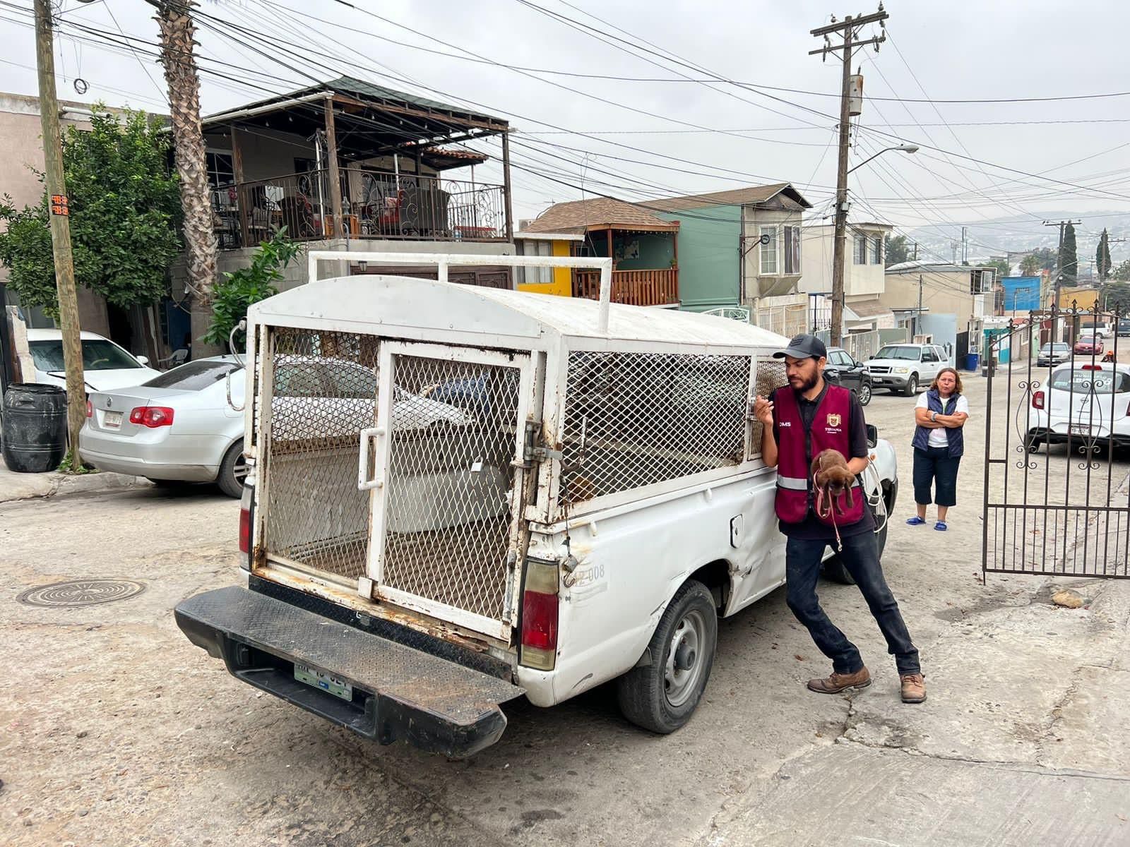 Rescate de los cachorros