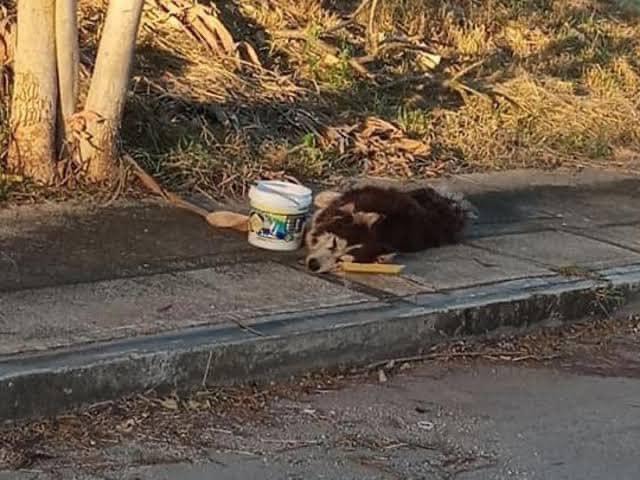 La compra de mascotas de manera desinformada ocasiona que los dueños abandonen a los animalitos