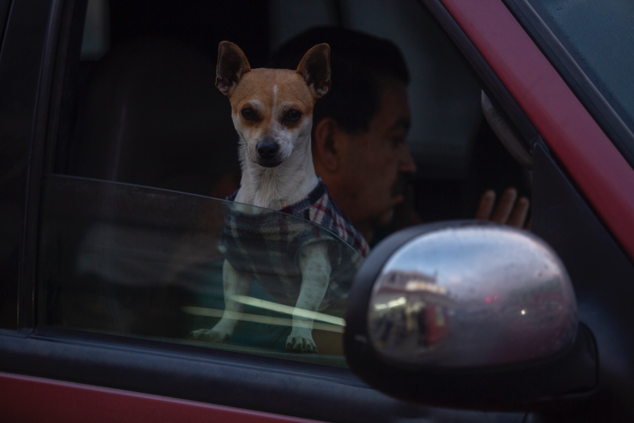 Hasta nuestros pequeños amigos deben estar abrigados