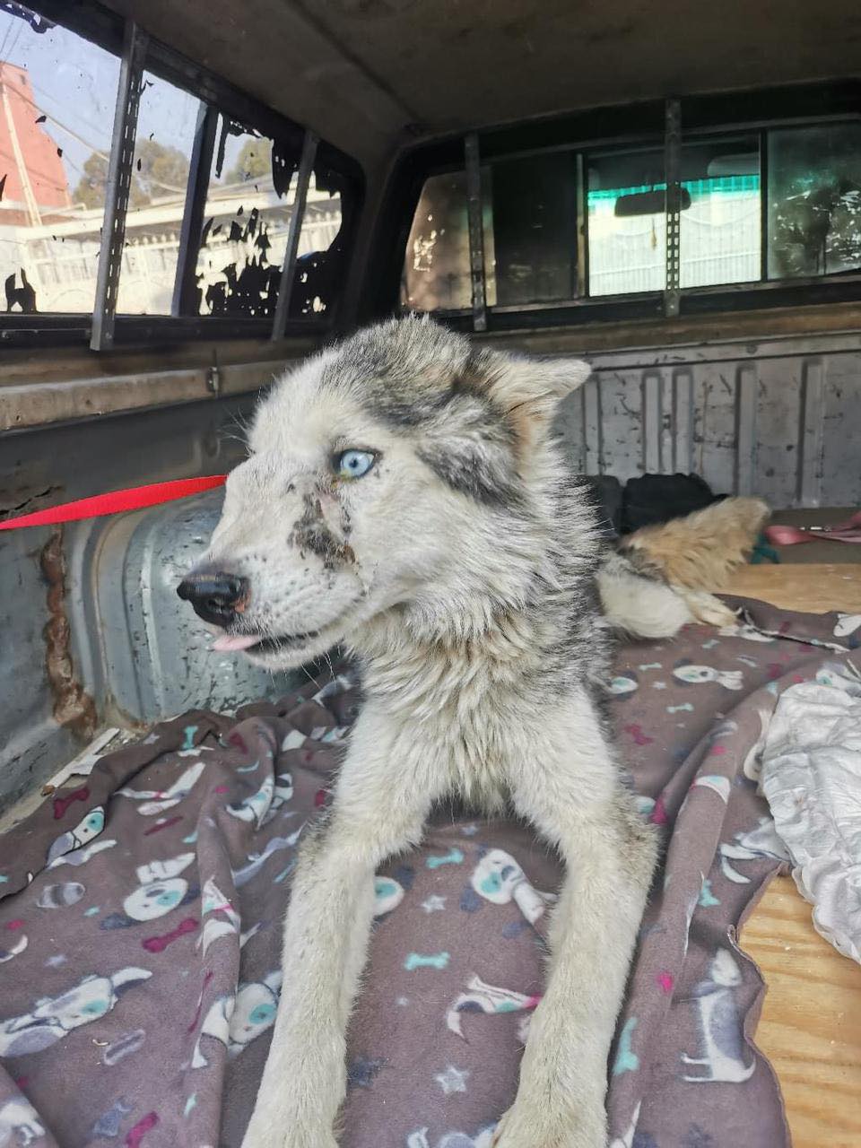 Antes de adoptar una mascota debes asegurarte que puedes ofrecerle lo que necesita para sus cuidados