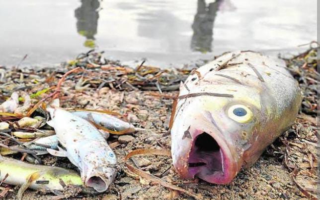 Miles de peces muertos por ola de calor