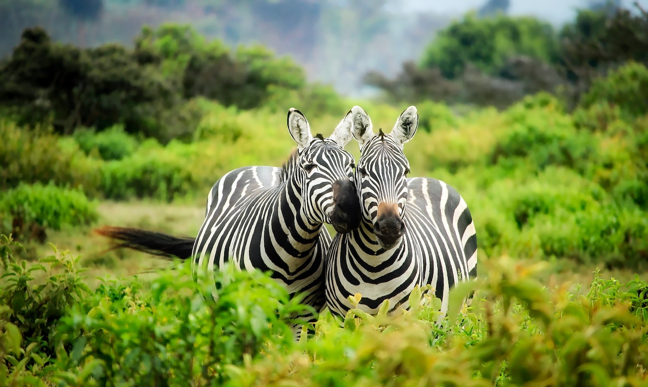 DÍA MUNDIAL DE LOS ANIMALES   IFOTO: PEXELS