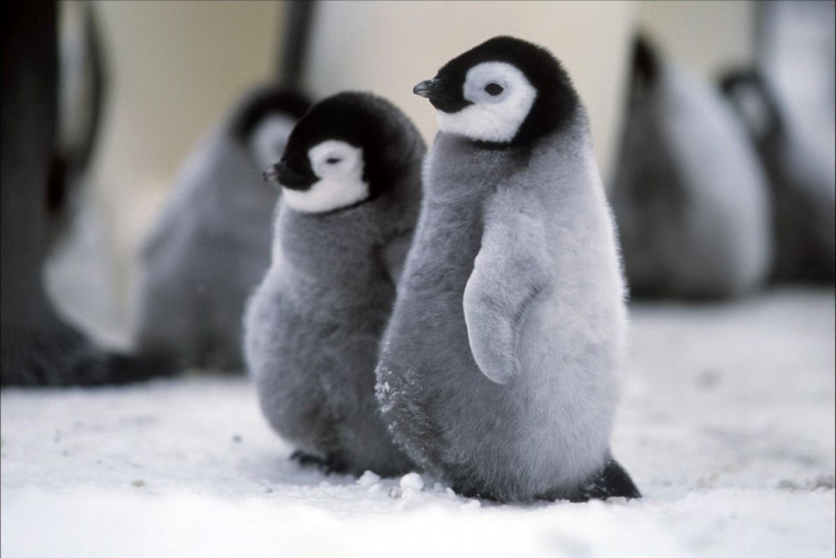 Explorando la diversidad de los pingüinos