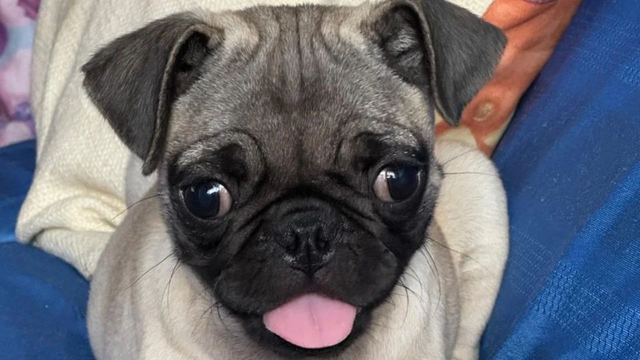 Pequeños compañeros, huellas enormes: así se celebra el Día del Pug