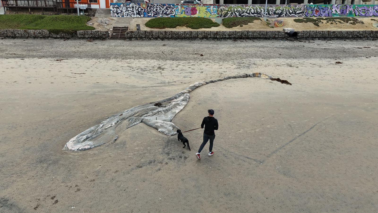 Aparecen presuntos restos de ballena en Playas de Tijuana