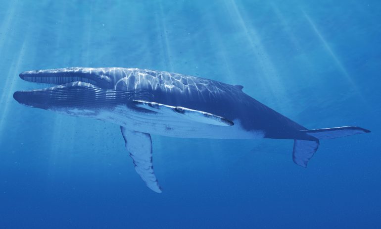 El sorprendente titán que desplazó a la ballena azul