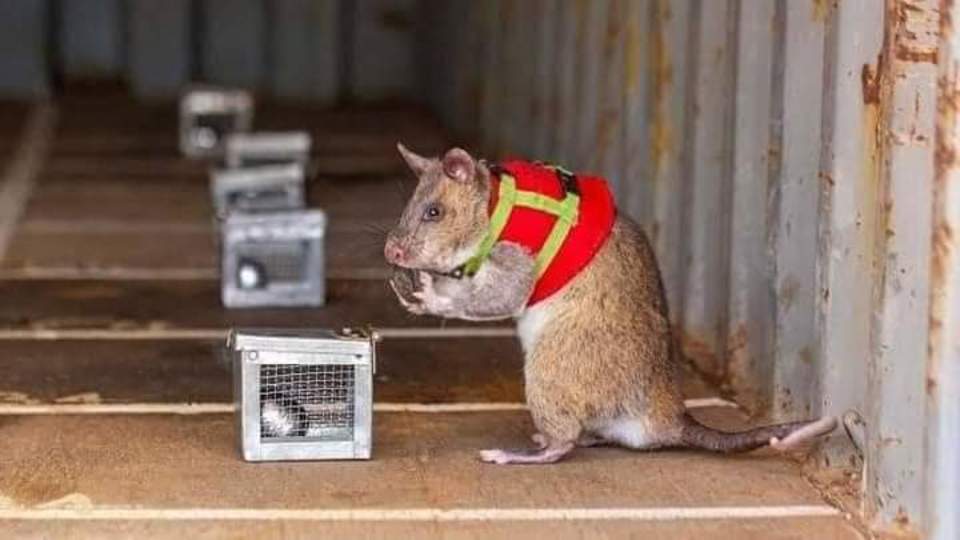 Un grupo de ratas amaestradas participan en las operaciones de rescate en Turquía. Los ratones están equipados con una bolsa sofisticada que contiene un dispositivo GPS, una cámara de alta resolución y un micrófono sensible, además de un auricular a travé