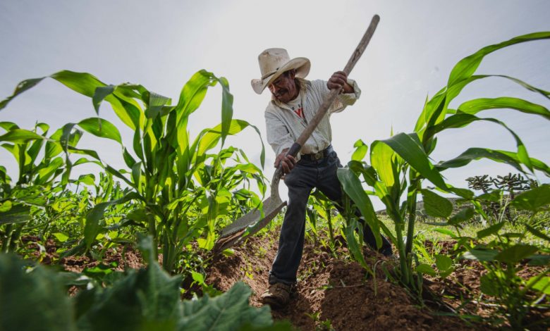 El papel de la agricultura en la economía mexicana