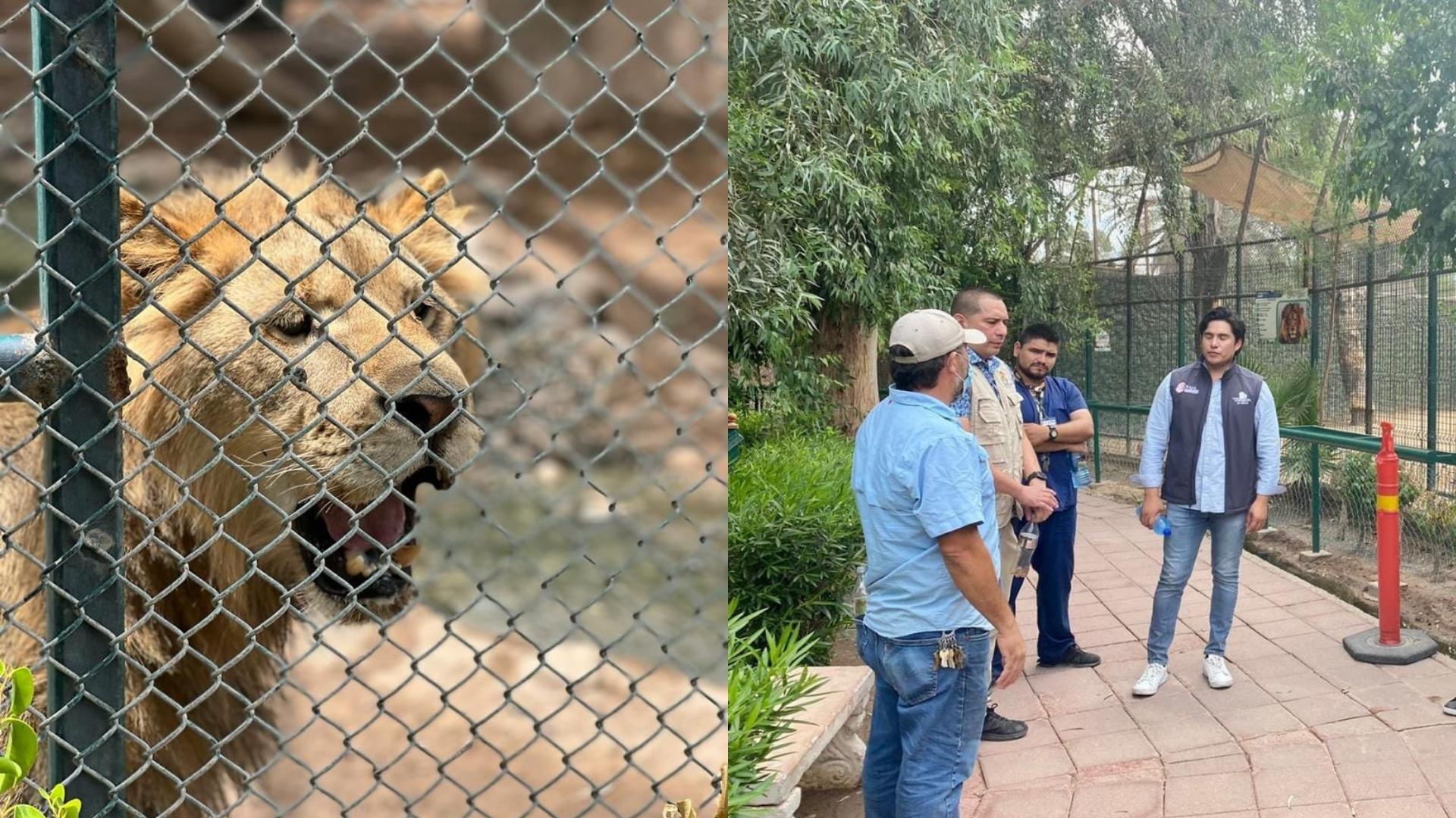 Albergarán a leones y jaguares rescatados en Mexicali