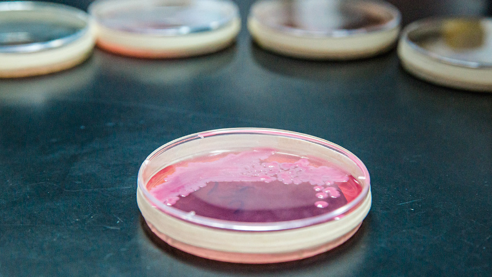 UNAM desarrolla método con bacterias para combatir contaminación por cromo en Guanajuato
